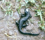 Salamandre Altra