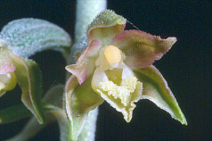 Orchidée Epipactis à petites feuilles